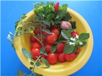 bc70296d-mali paradajzići 003.JPG